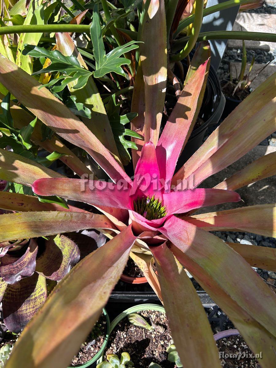 Neoregelia angustifolia