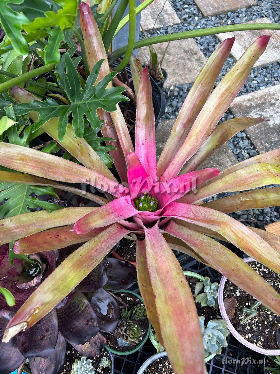 Neoregelia angustifolia