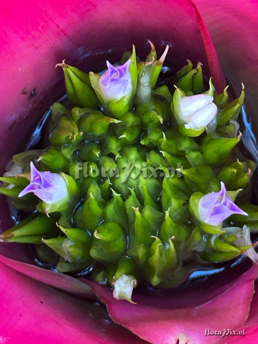 Neoregelia angustifolia