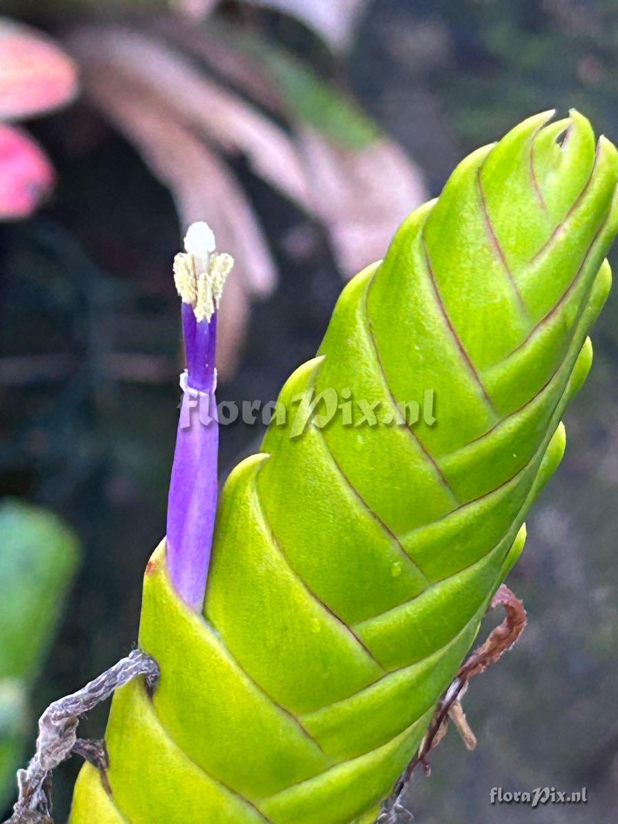 Tillandsia magnispica