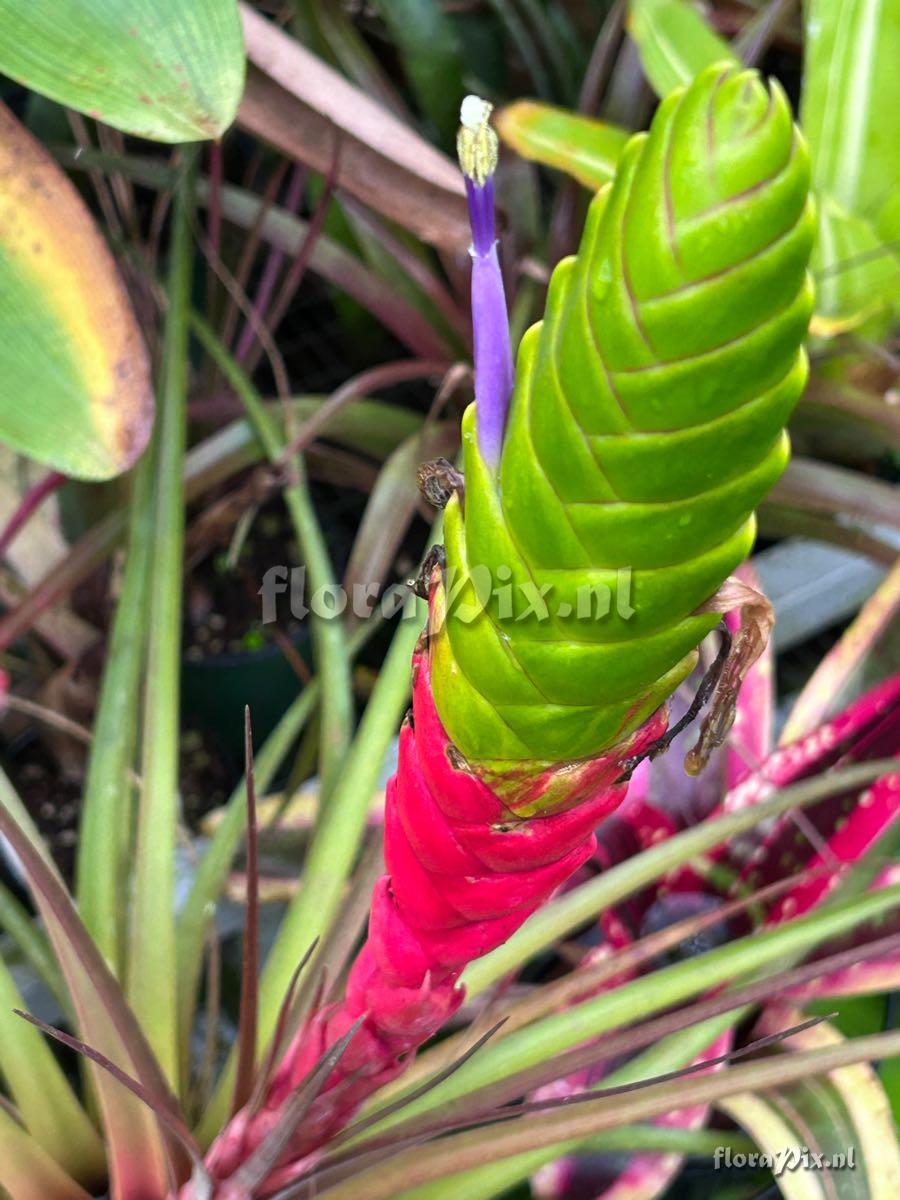 Tillandsia magnispica