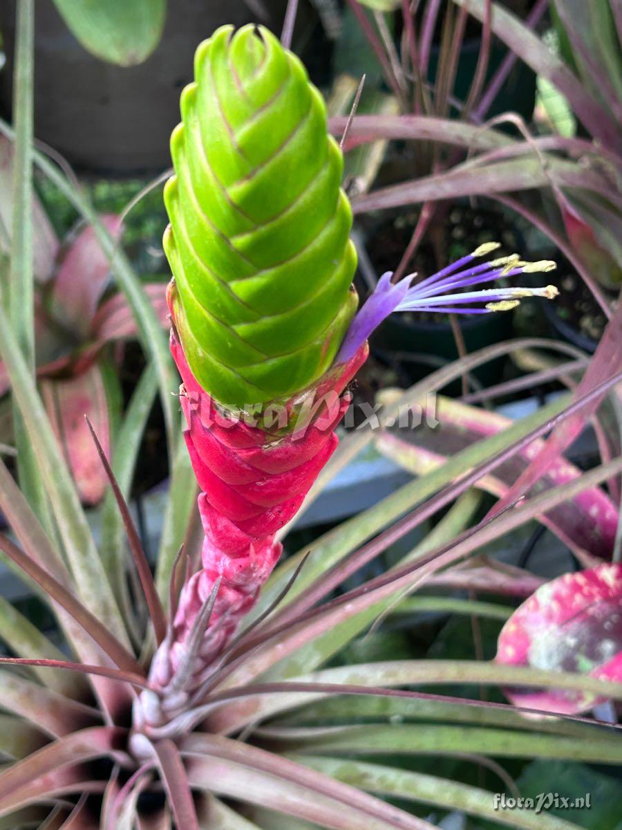 Tillandsia magnispica