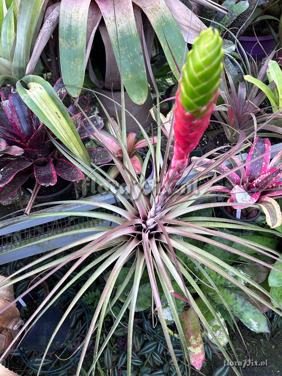 Tillandsia magnispica