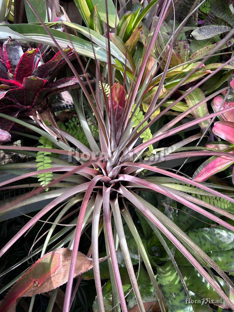 Tillandsia magnispica