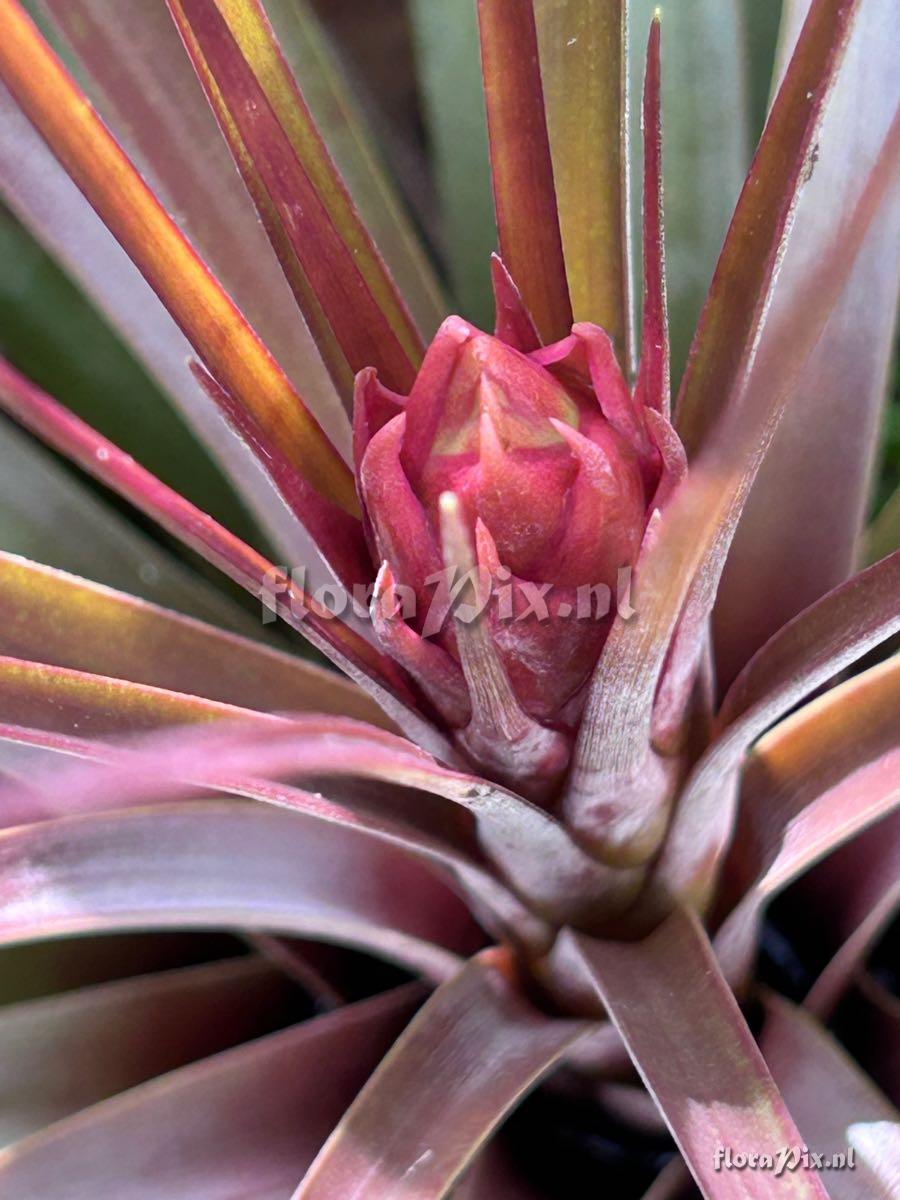 Tillandsia magnispica