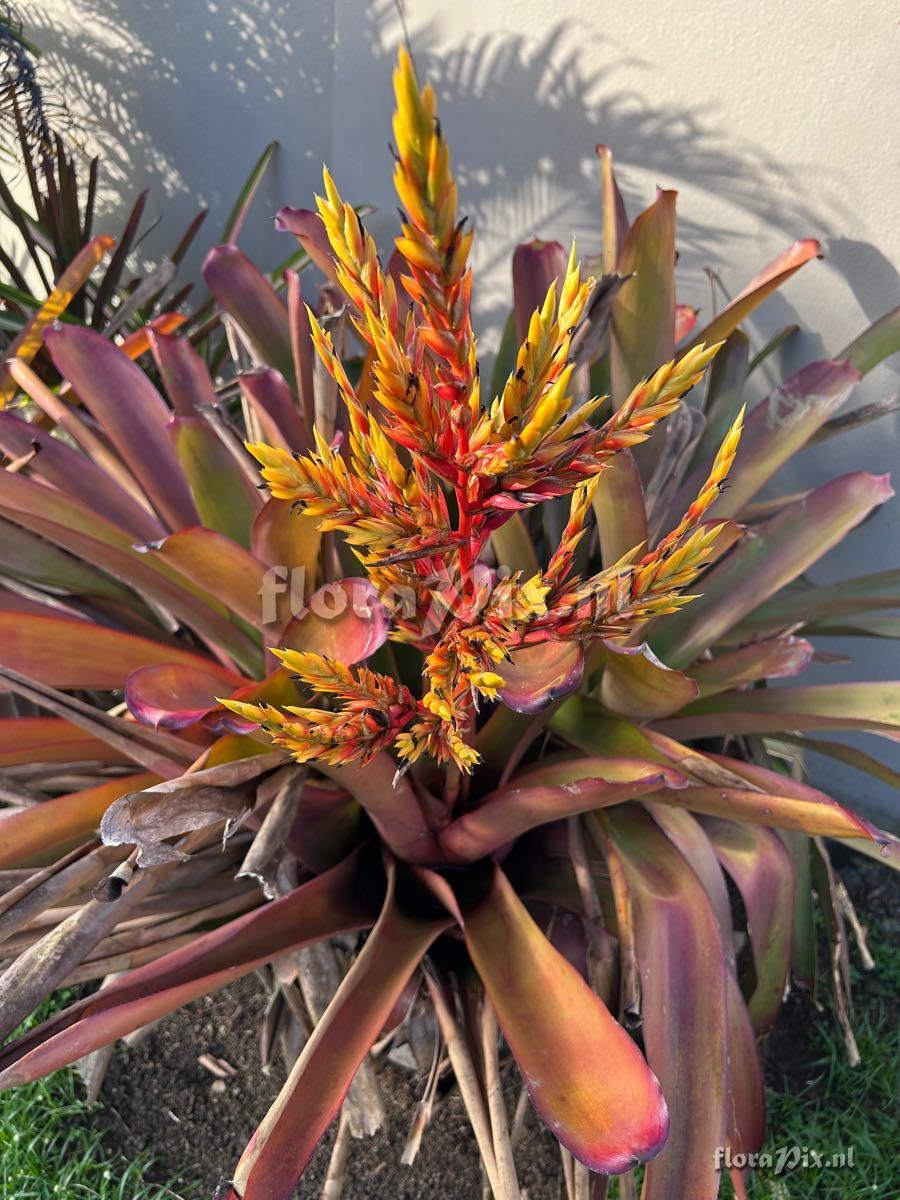 Aechmea blanchetiana