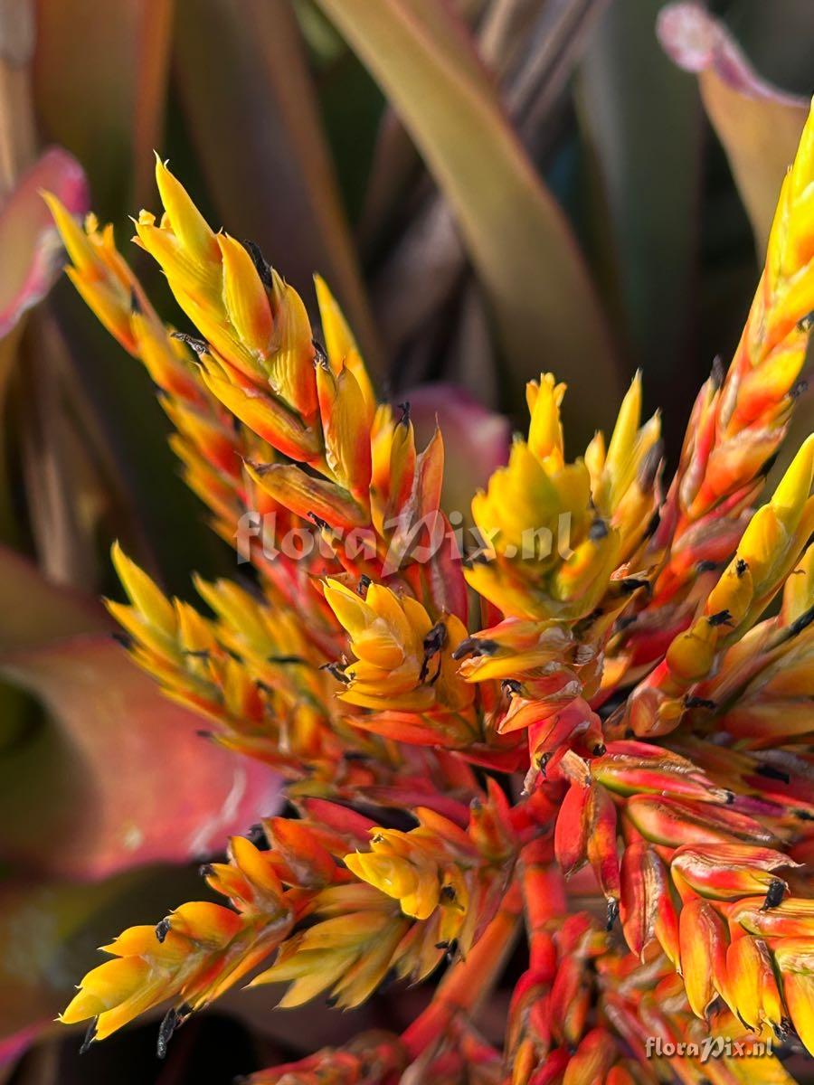 Aechmea blanchetiana