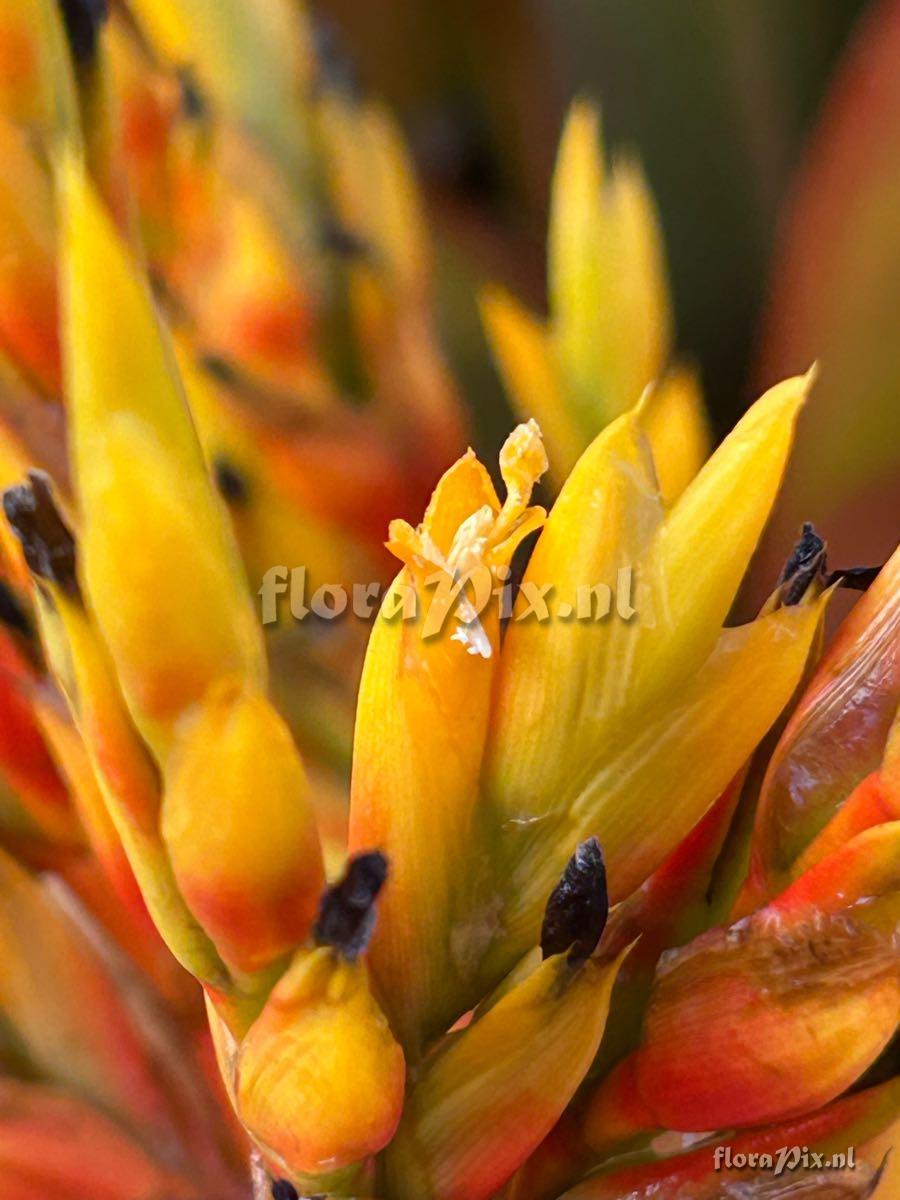 Aechmea blanchetiana