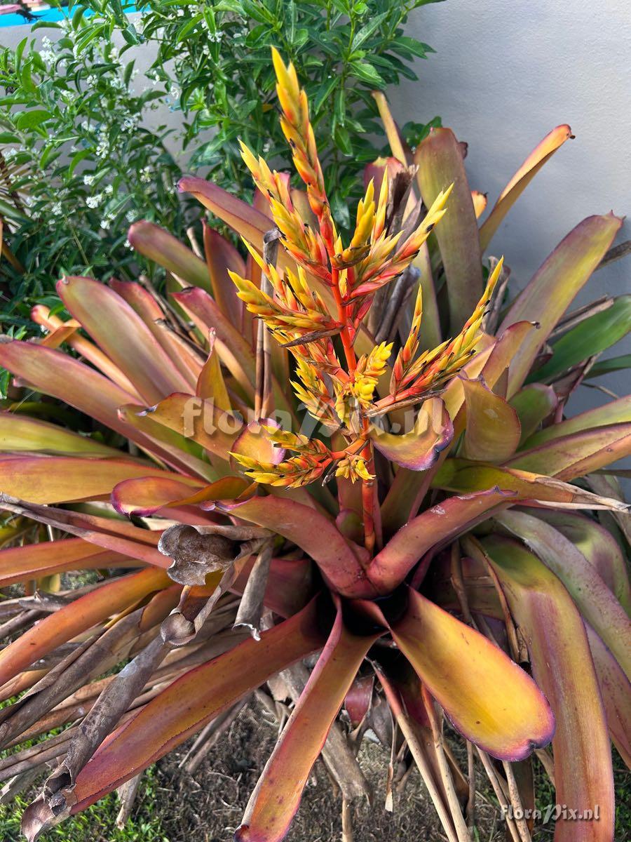 Aechmea blanchetiana