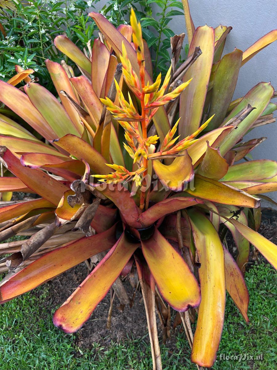 Aechmea blanchetiana