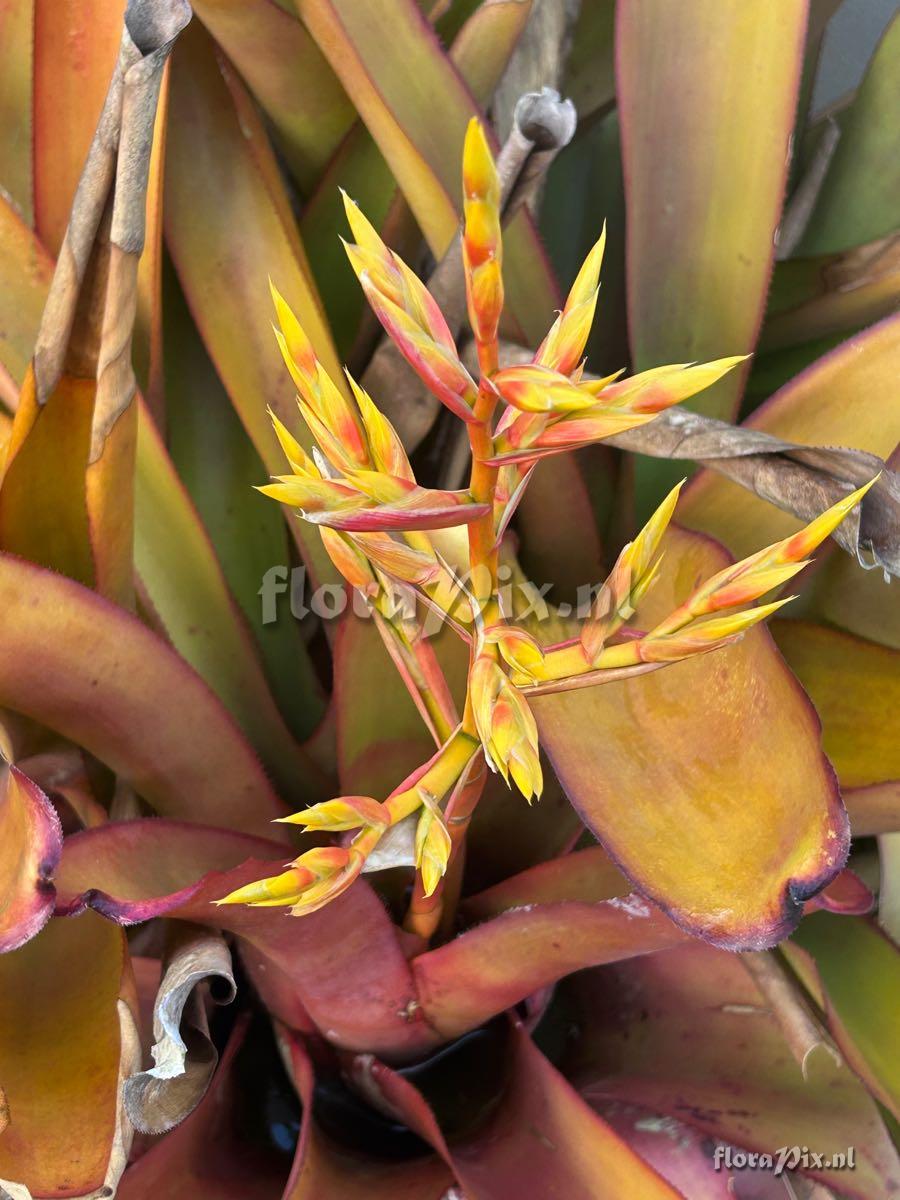 Aechmea blanchetiana