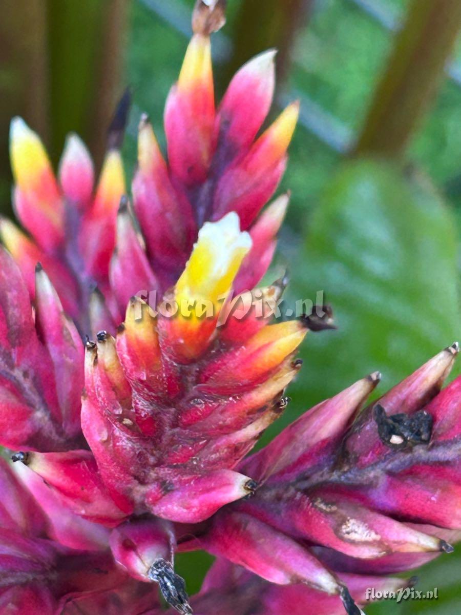 Aechmea chantinii
