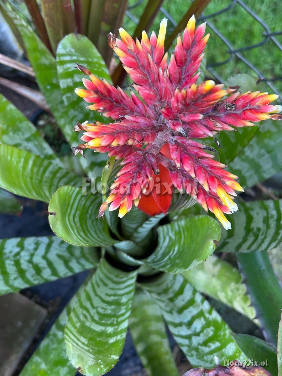 Aechmea chantinii
