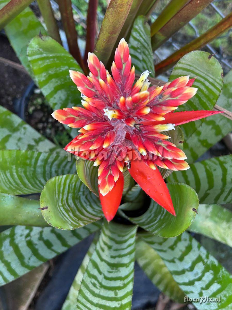Aechmea chantinii