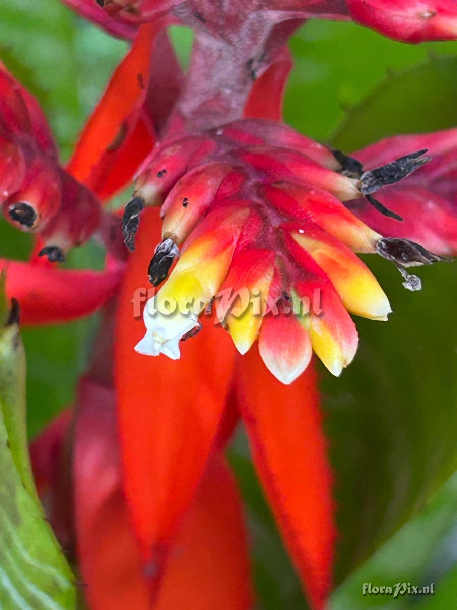 Aechmea chantinii