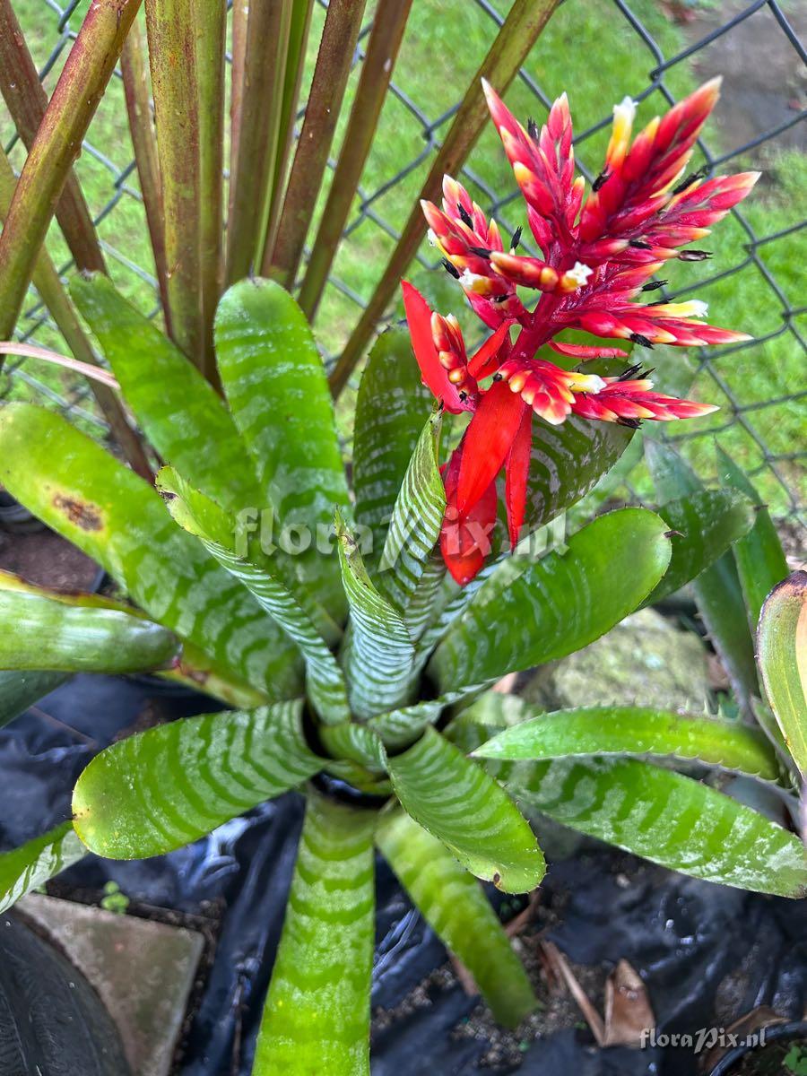 Aechmea chantinii