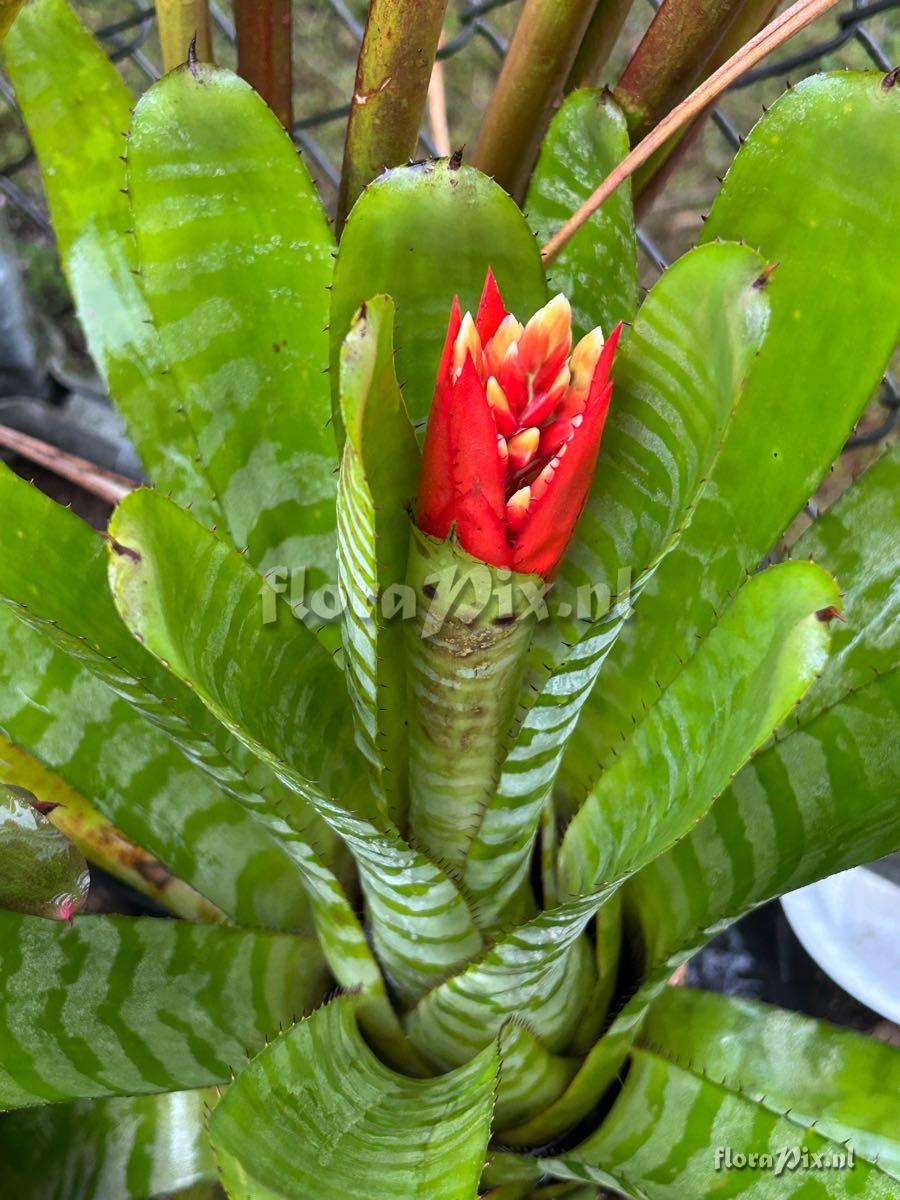 Aechmea chantinii