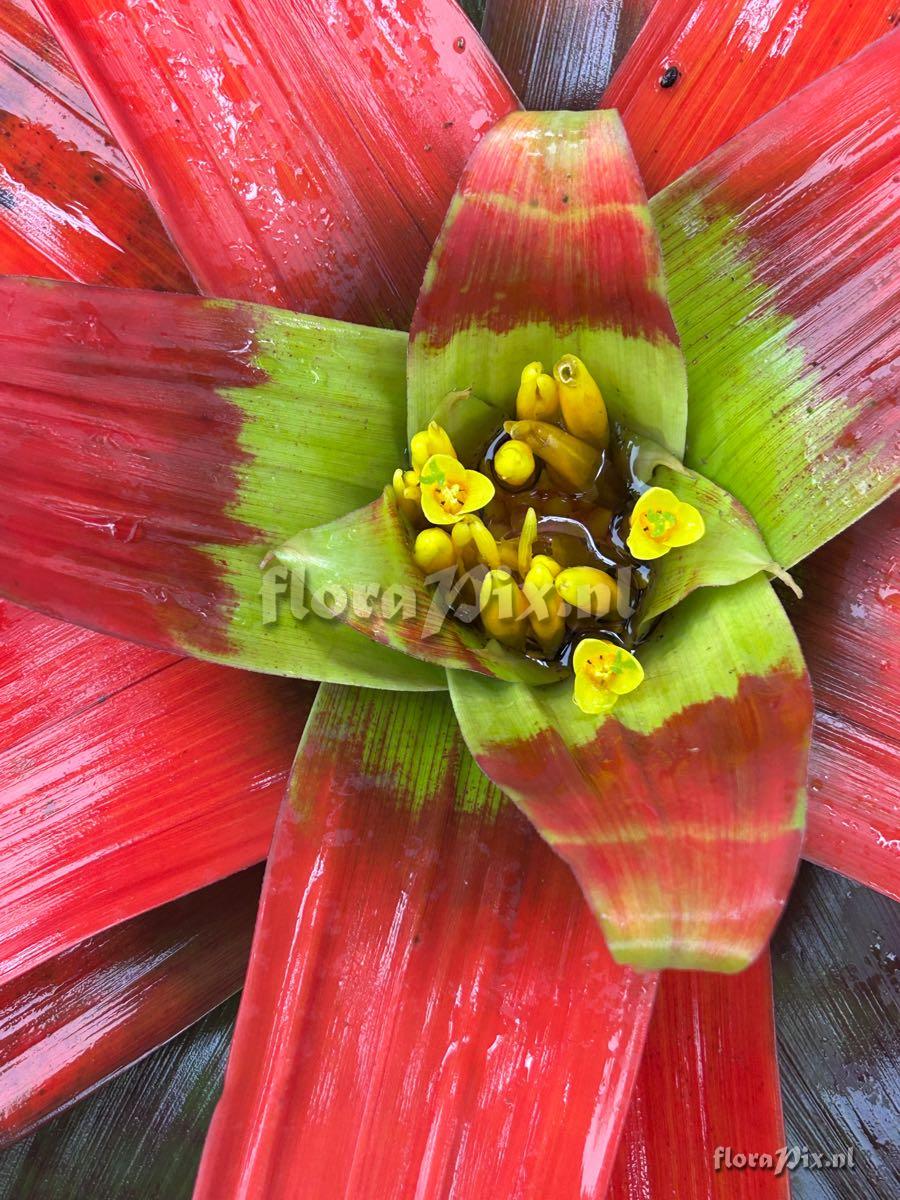 Guzmania sanguinea
