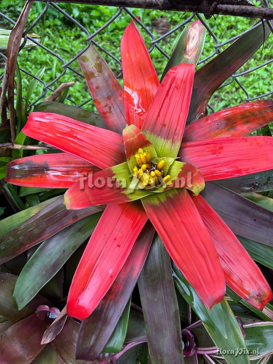 Guzmania sanguinea