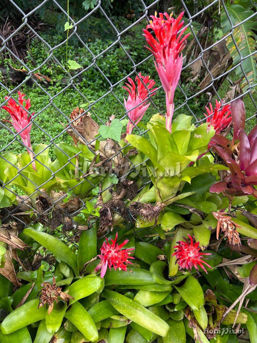 Billbergia pyramidalis