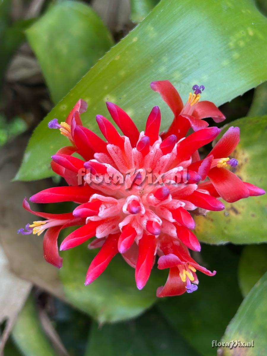 Billbergia pyramidalis