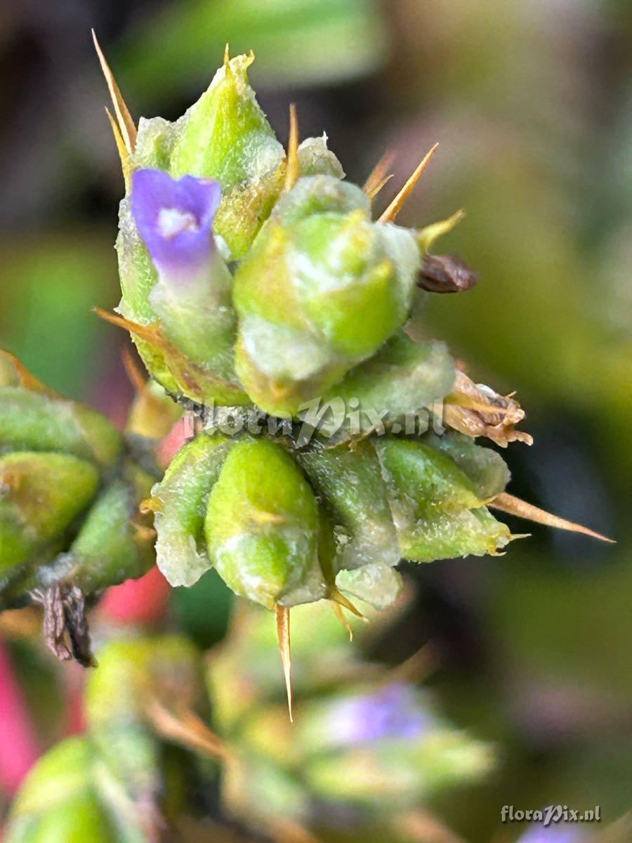 Hohenbergia leopoldo-horstii
