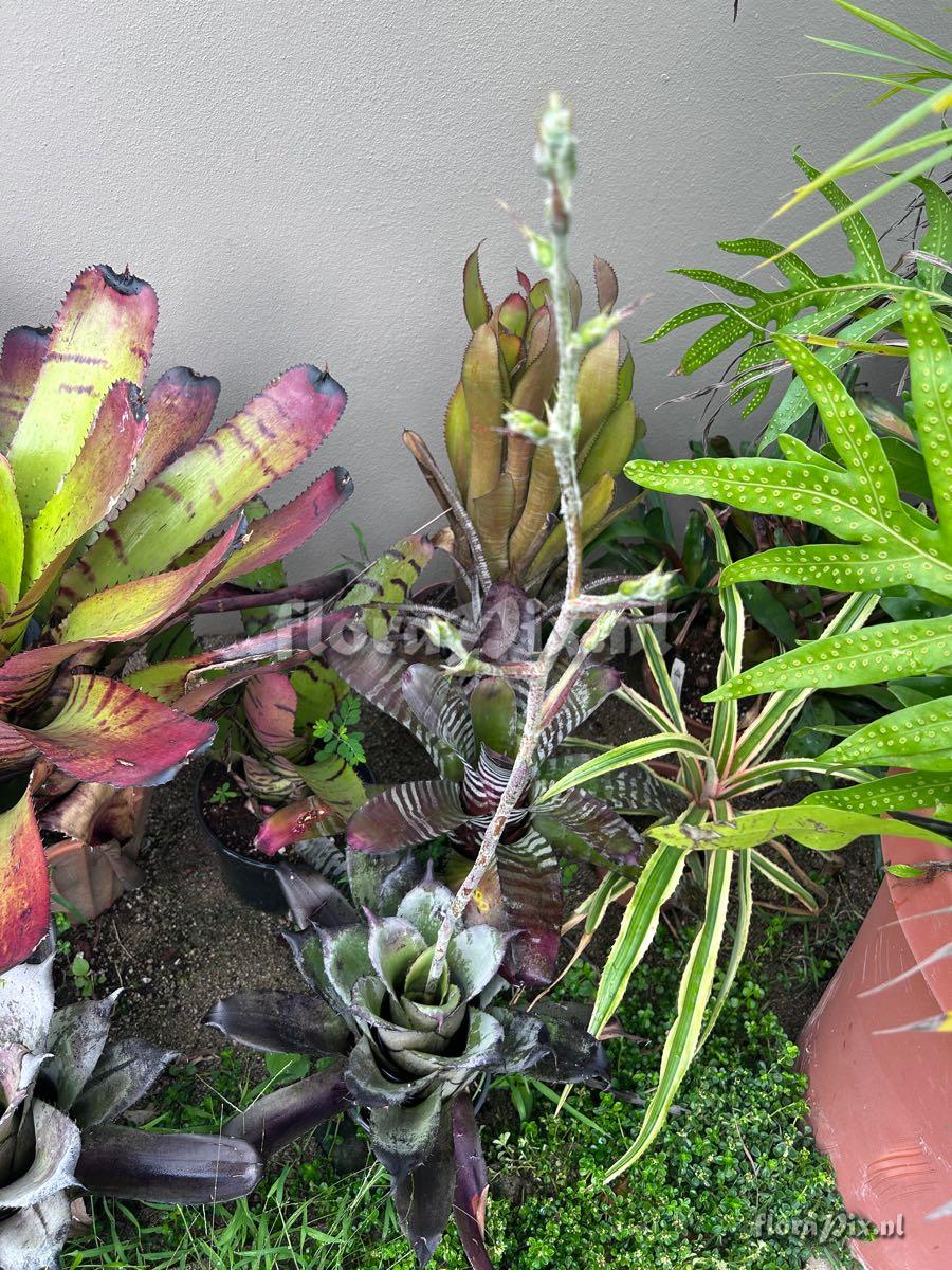 Hohenbergia leopoldo-horstii