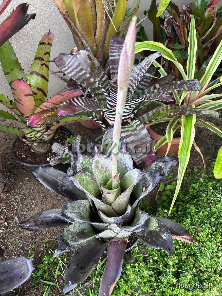 Hohenbergia leopoldo-horstii