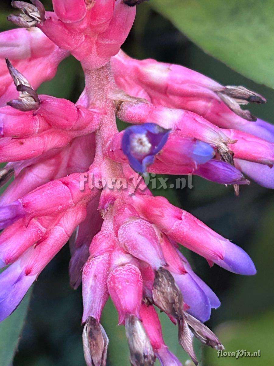 Aechmea distichantha