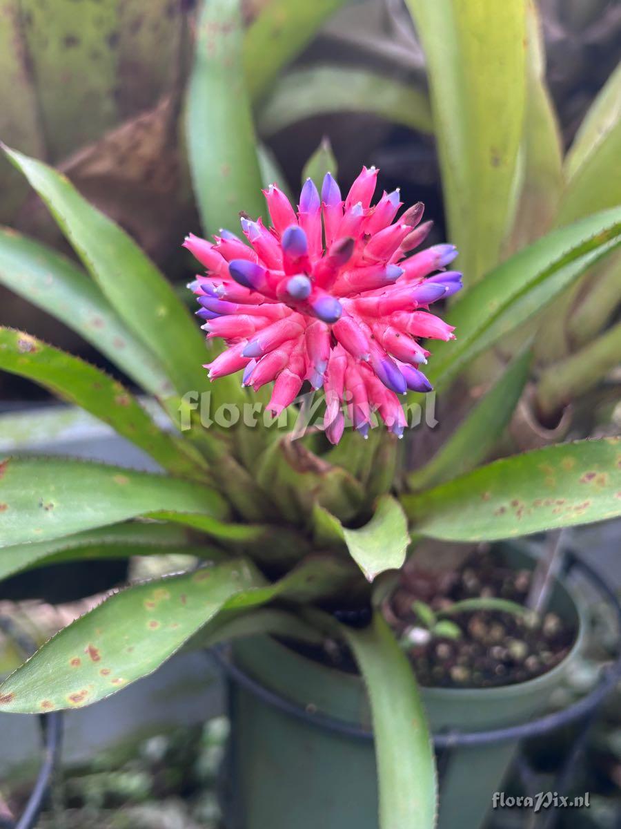 Aechmea distichantha
