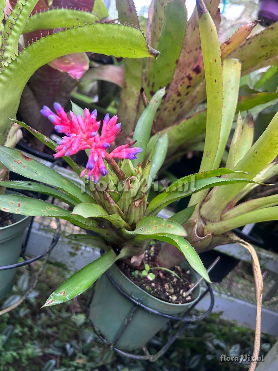 Aechmea distichantha