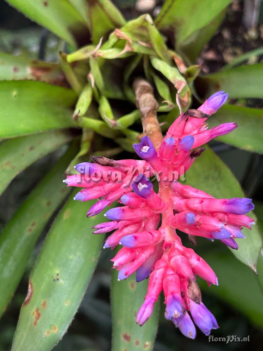 Aechmea distichantha