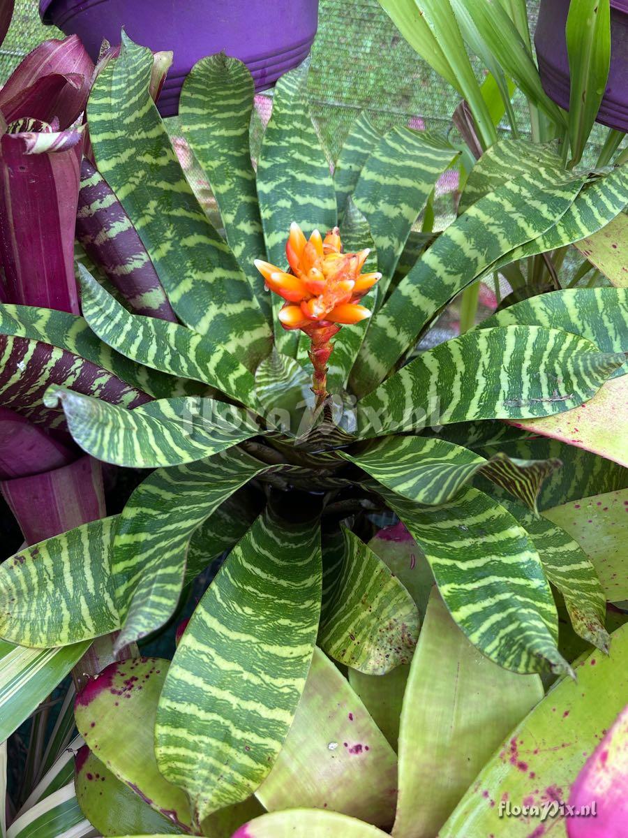 Guzmania musaica