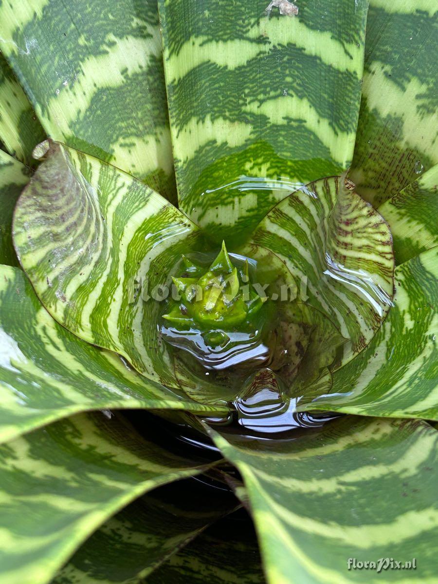Guzmania musaica