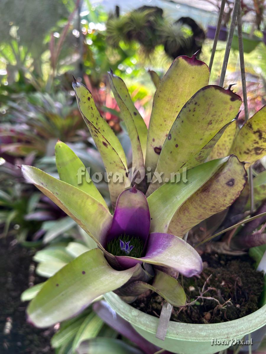 Neoregelia coimbrae