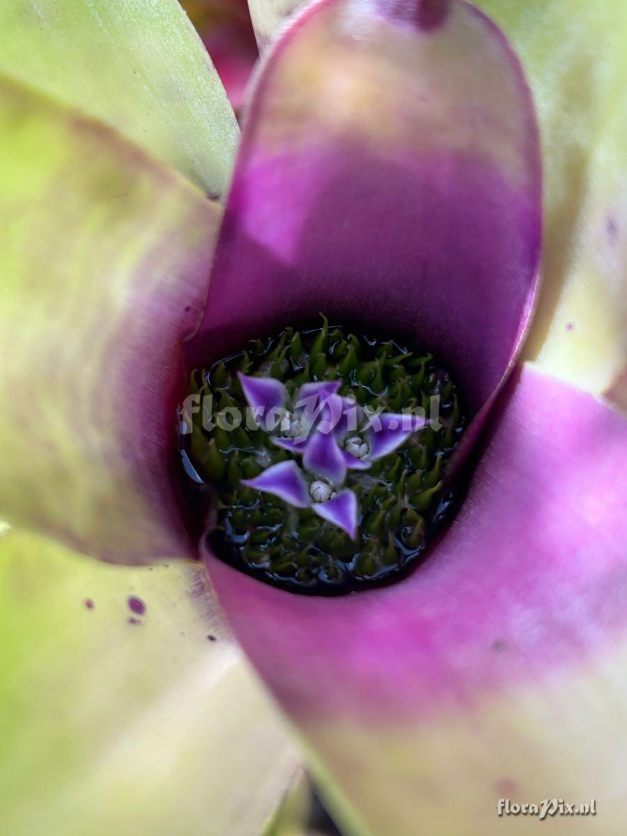 Neoregelia coimbrae