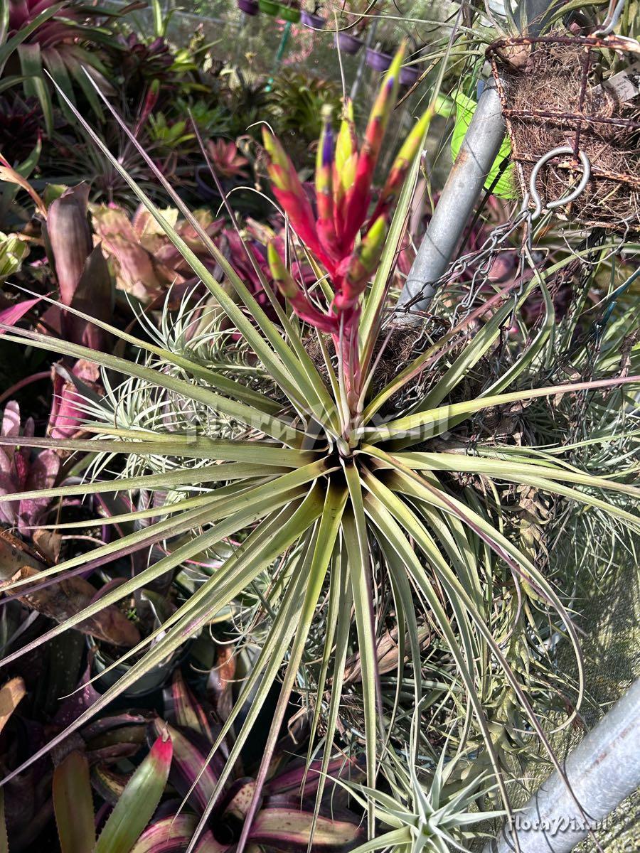 Tillandsia smalliana x
