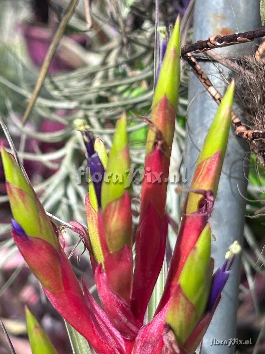 Tillandsia smalliana x