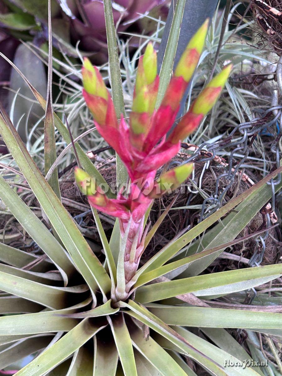 Tillandsia smalliana x