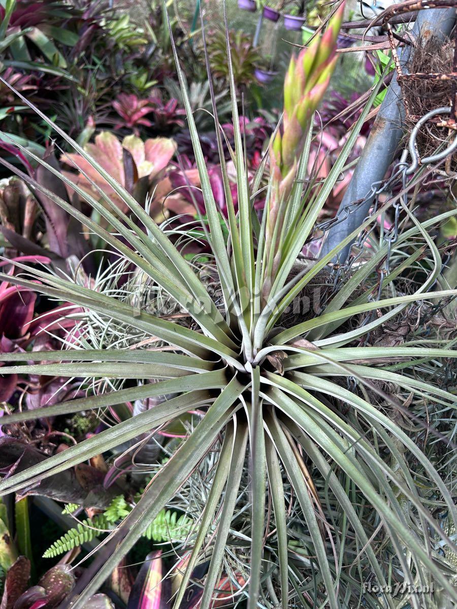 Tillandsia smalliana x