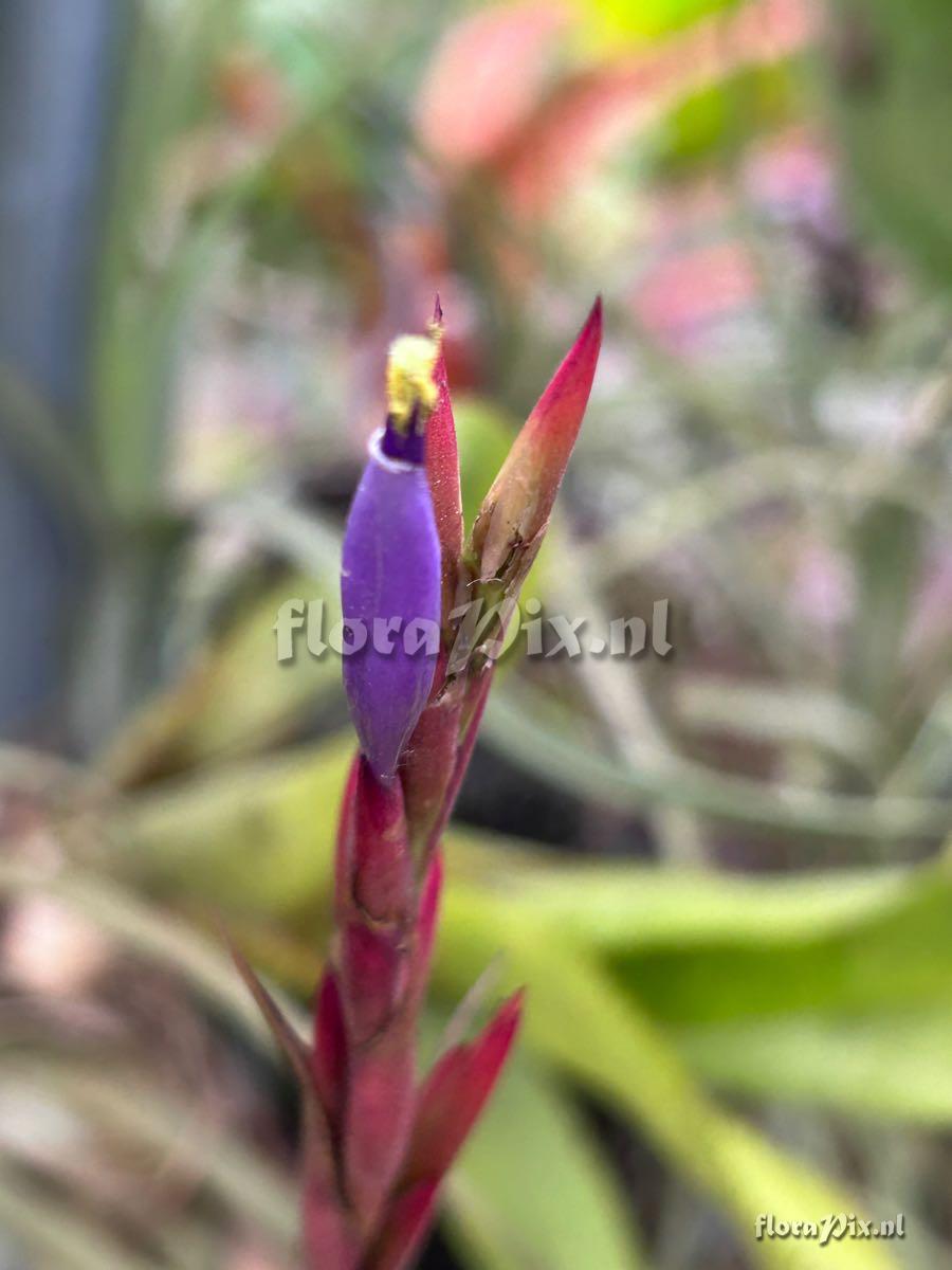 Tillandsia balbisiana