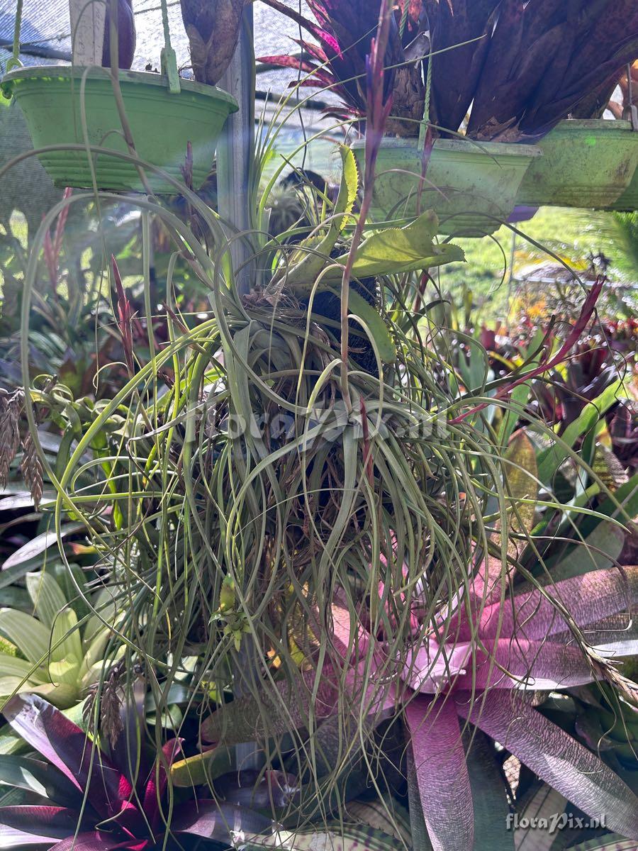 Tillandsia balbisiana