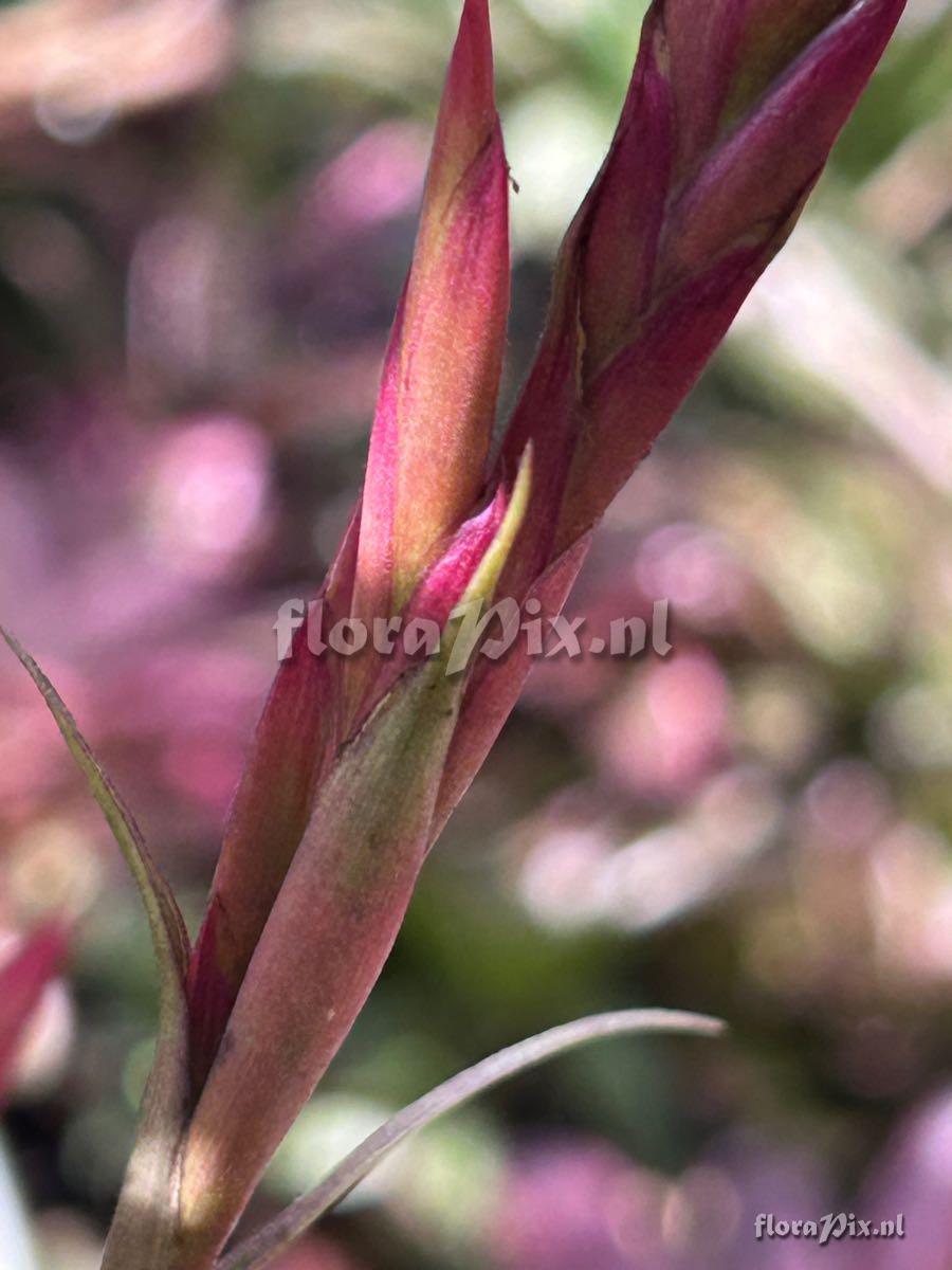 Tillandsia balbisiana