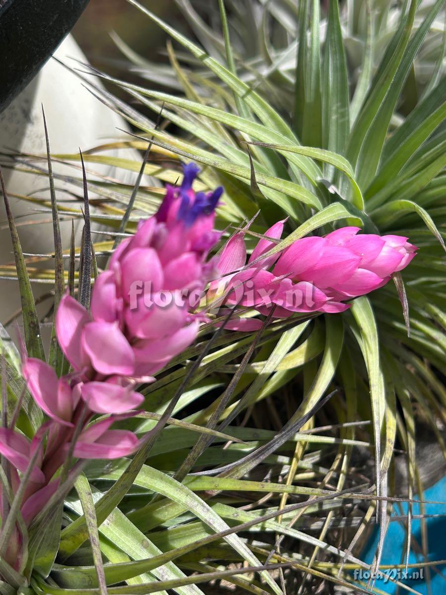 Tillandsia stricta