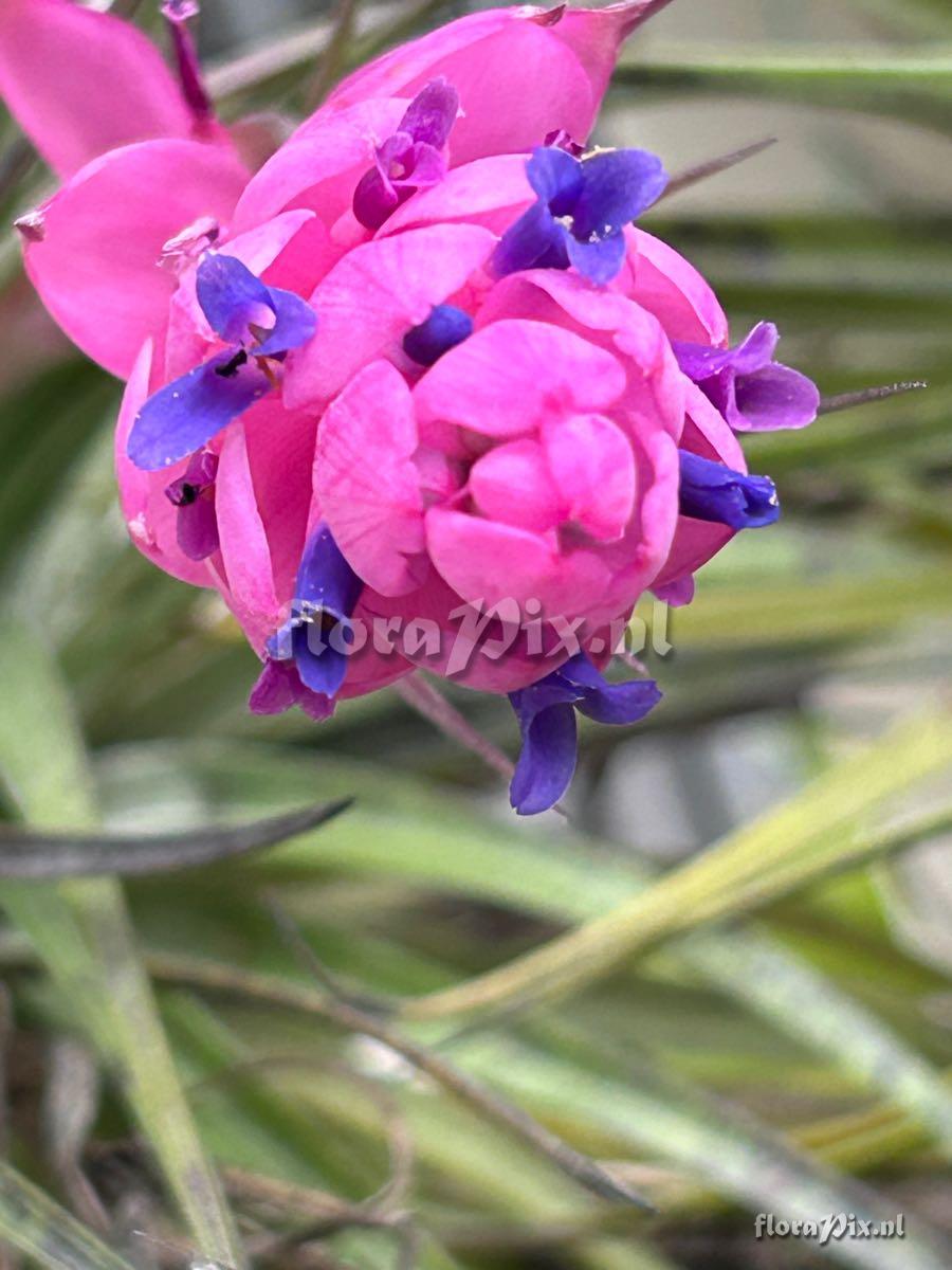 Tillandsia stricta