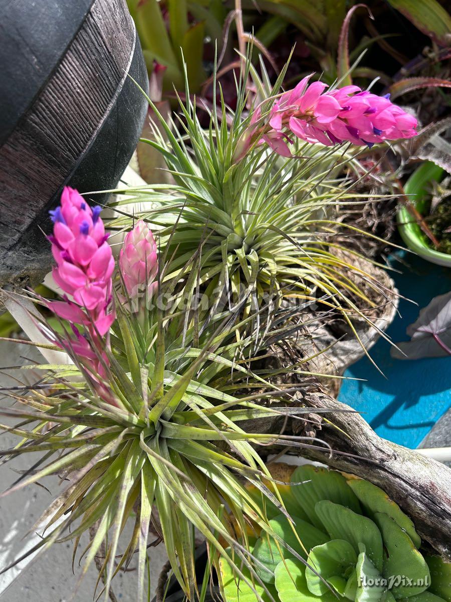 Tillandsia stricta