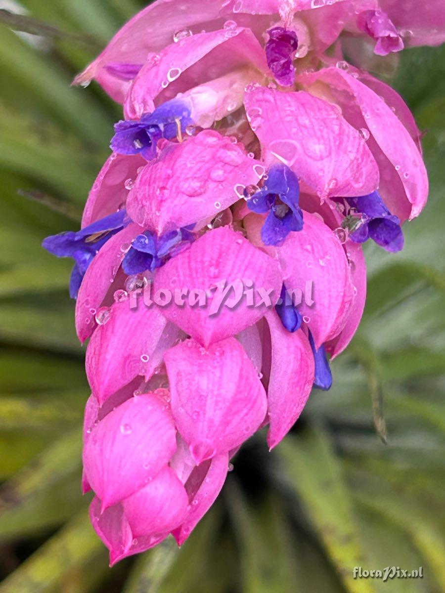 Tillandsia stricta