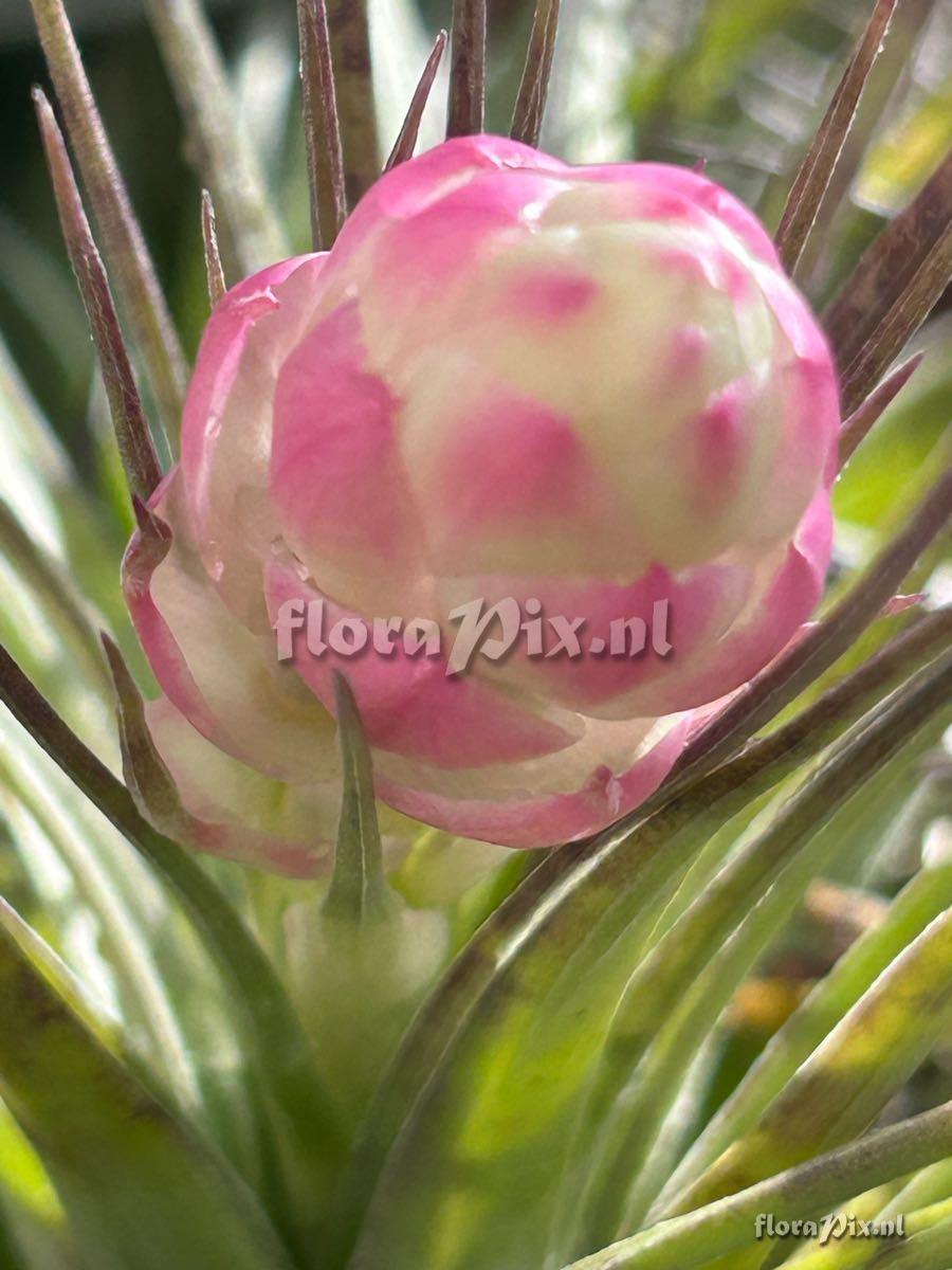 Tillandsia stricta
