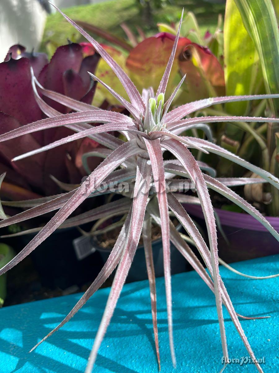 Orthophytum zanonii