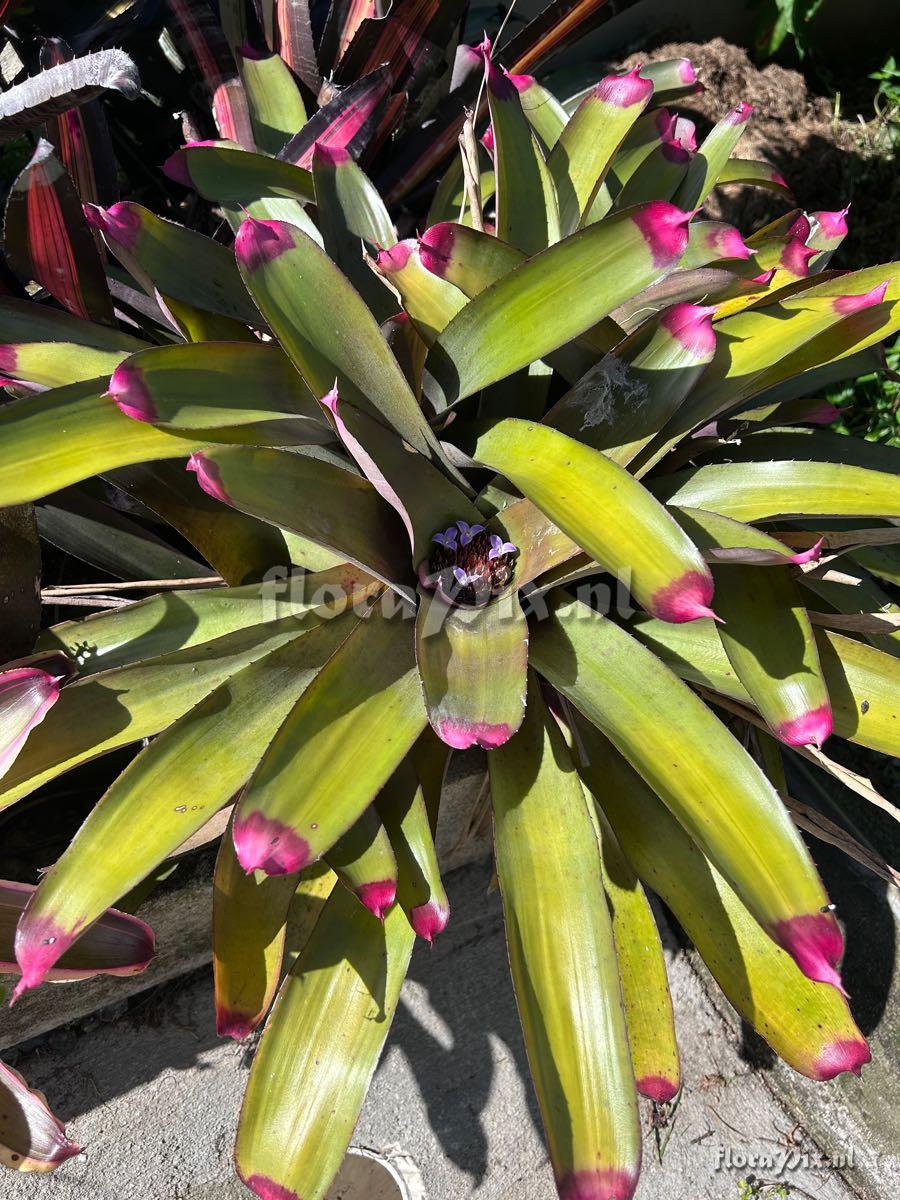 Neoregelia spectabilis